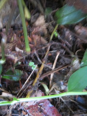 Piper excelsum excelsum