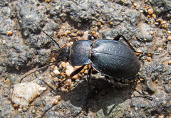 Carabus