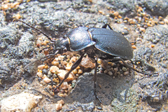 Carabus