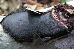 Biscogniauxia nummularia