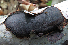 Biscogniauxia nummularia