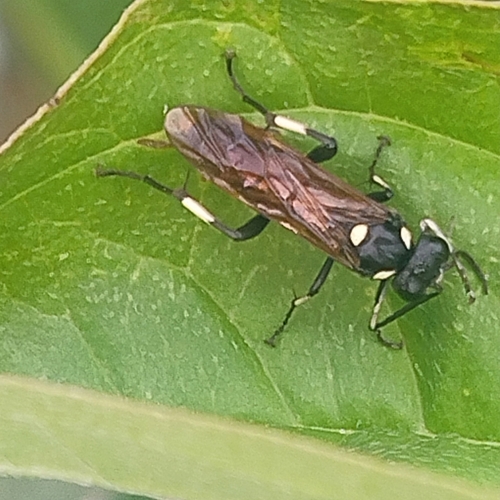 12-spot Strider, 8014 JJ Zwolle, Nederland, photo 9 of 10