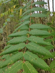 Ailanthus altissima
