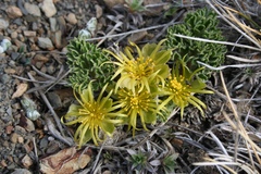 Hamadryas delfinii
