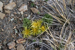 Hamadryas delfinii