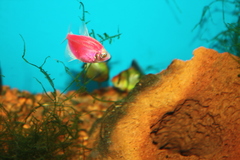 Gymnocorymbus ternetzi