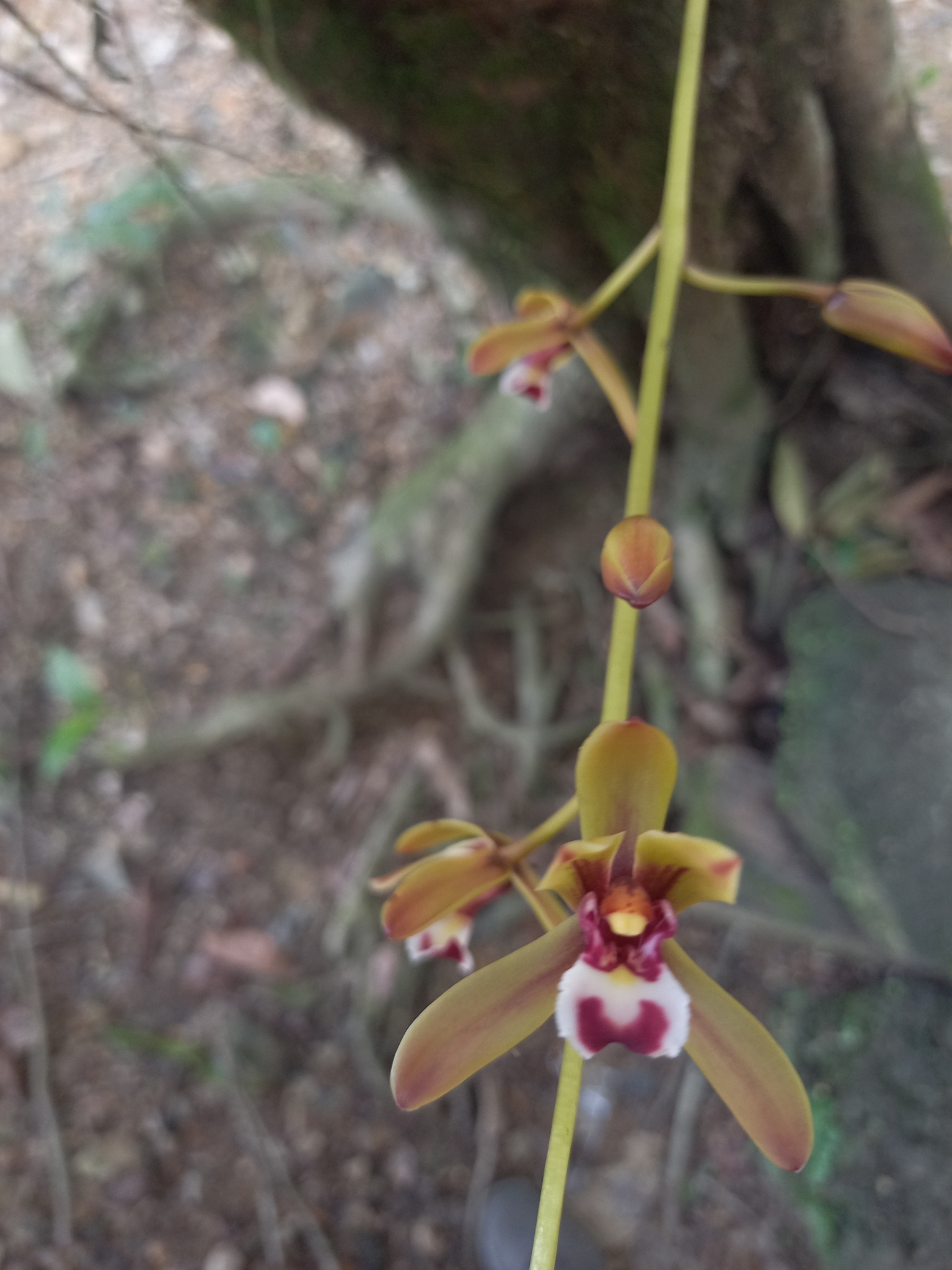 Cymbidium finlaysonianum — ảnh 3