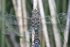 Rhionaeschna variegata