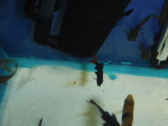 Epalzeorhynchos bicolor