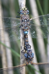 Rhionaeschna variegata