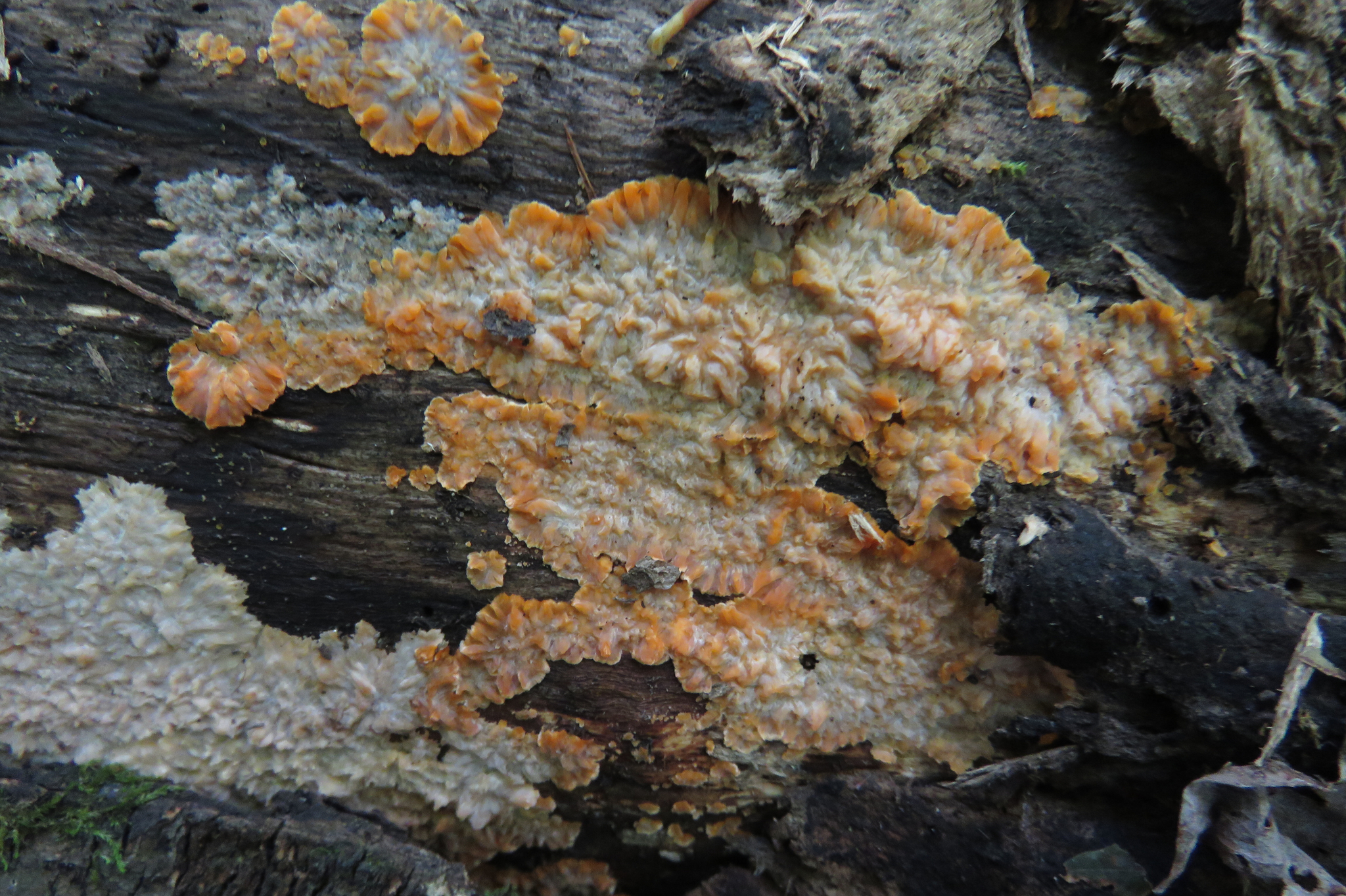 Phlebia radiata image