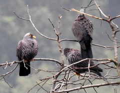 African Olive Pigeon photo 4