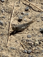 Trimerotropis occidentalis