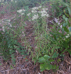 Eupatorium linearifolium