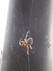 Araneidae