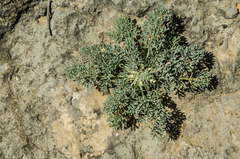 Seseli gummiferum