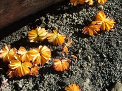 Oxalis loricata