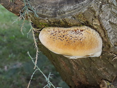 Inocutis tamaricis