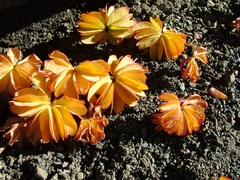 Oxalis loricata