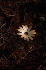 Dimorphotheca pinnata
