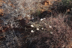 Dimorphotheca pinnata
