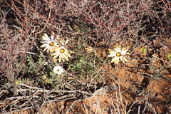 Dimorphotheca pinnata