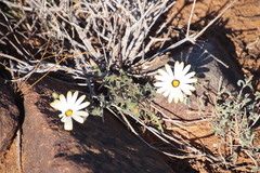 Dimorphotheca pinnata