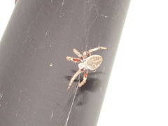 Araneidae