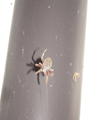 Araneidae