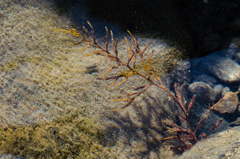 Gongolaria barbata