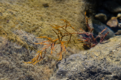 Gongolaria barbata
