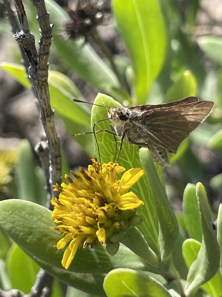 Salt Marsh Skipper