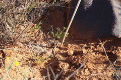 Conium sphaerocarpum