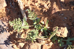 Conium sphaerocarpum