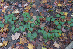 Ranunculus hispidus