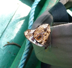 Eunica volumna