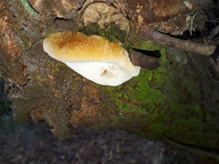 Inocutis tamaricis