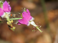 Geranium reflexum, photograph (c) Emanuele Santarelli, some rights reserved (CC BY-SA)