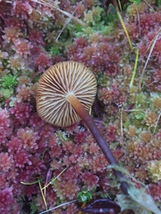 Gymnopilus fulgens