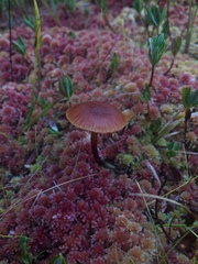 Gymnopilus fulgens
