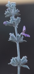 Stachys rugosa