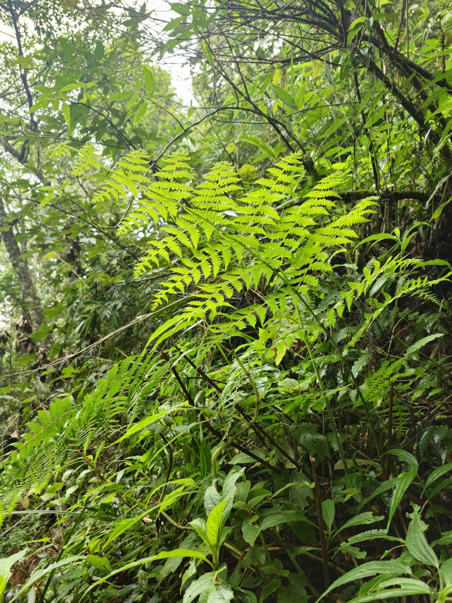 Macrothelypteris torresiana — ảnh 2