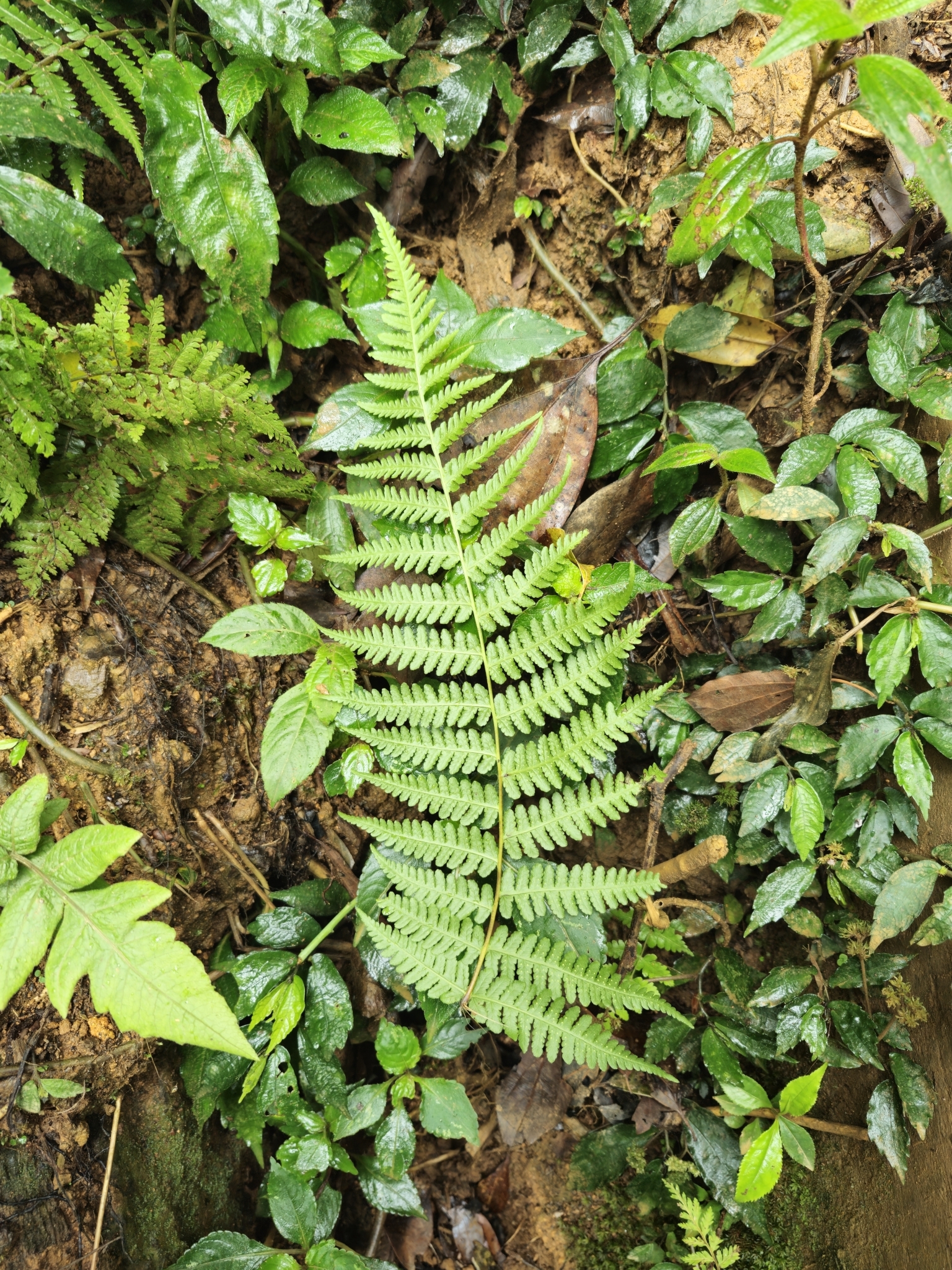 Macrothelypteris torresiana — ảnh 3