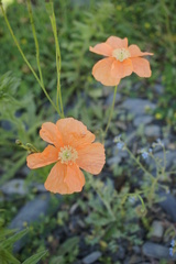 Papaver fugax