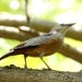 Chestnut-tailed Starling - Photo (c) Lip Kee Yap, some rights reserved (CC BY-SA)
