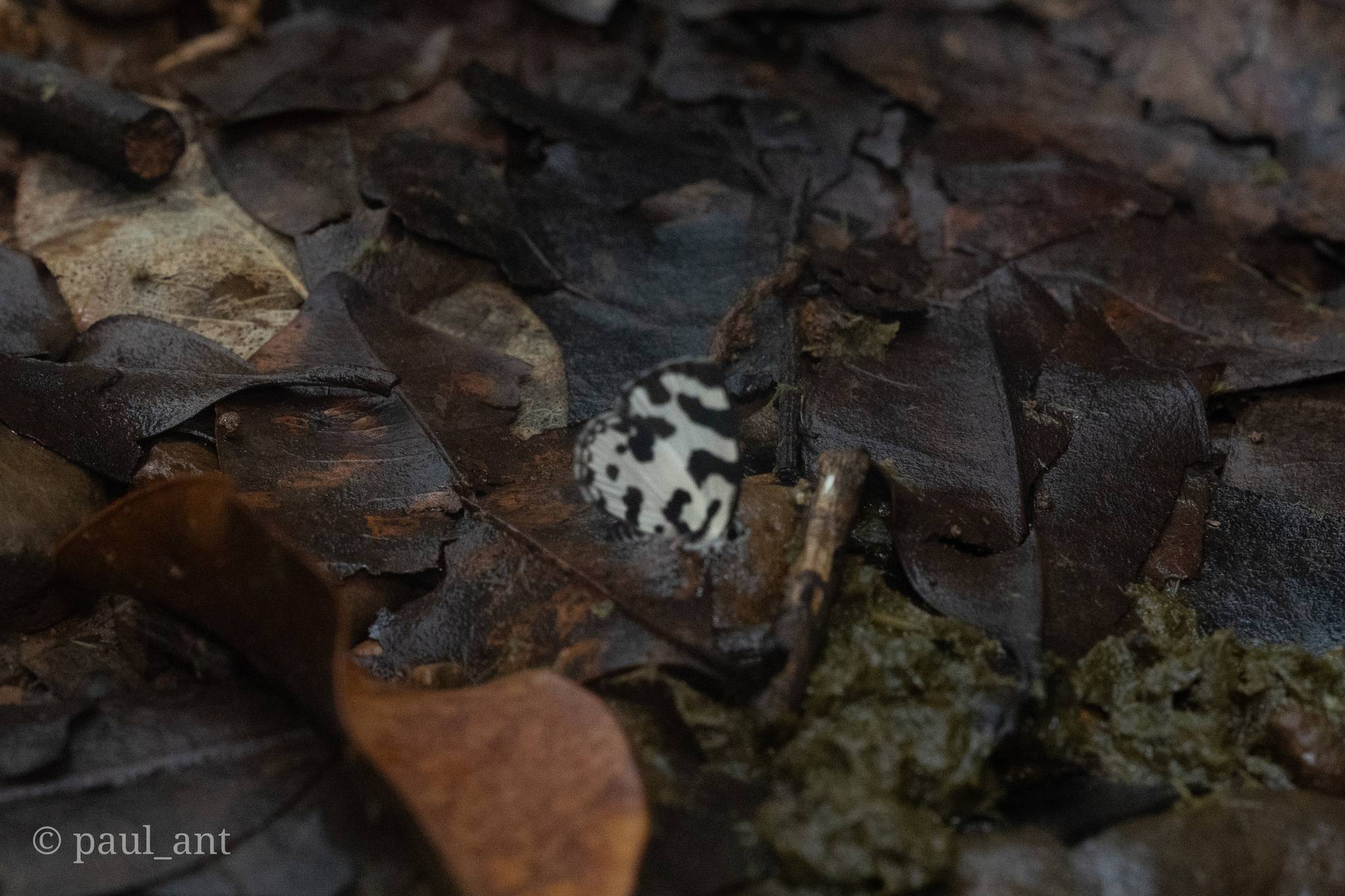 Angled Pierrot