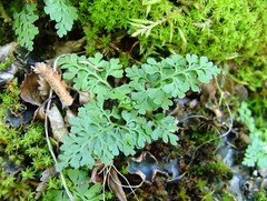 Asplenium dareoides