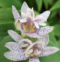 Tricyrtis