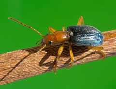 Brachinus ejaculans
