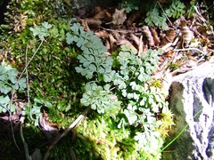 Asplenium dareoides
